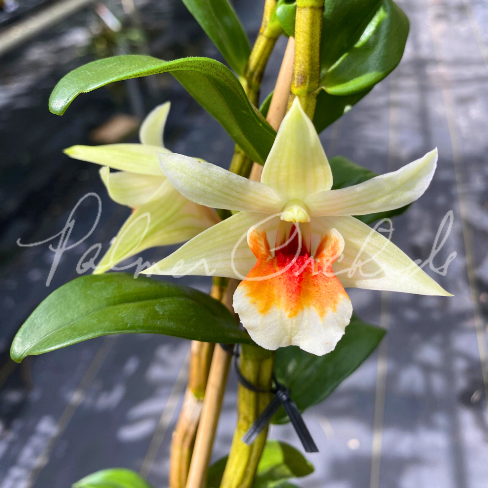 Den. Golden Blossom 'Kogane' — Palmer Orchids